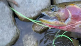 North Fork Clearwater and Lochsa Rivers in Idaho