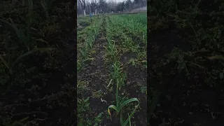 Did My FALL GARLIC Survive WINTER ?