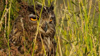 How eagle owls hide during the day, search for birds of prey at Hwaseong Lake (feat. Canon EOS R6)