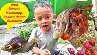 Wadidaw! Fatih Menemukan Banyak Kelomang Lucu, Kelomang Warna Warni, Siput Bekicot di depan rumah