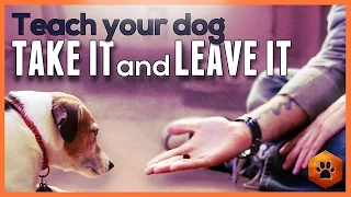 How to Teach your dog Leave It and Take It - Safe and soft mouth