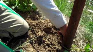 Field Grafting of Grapevines.MP4