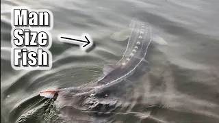Catching DINOSAURS From The Bank NON-STOP (Fraser River Sturgeon Fishing)