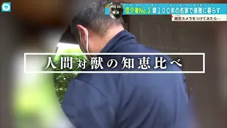 【アライグマ一家】子育て、真っ盛りなのに…棲み処がない…？