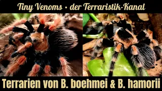 Das sind meine Terrarien von Brachypelma boehmei und Brachypelma hamorii  |  #TeamTinyVenoms