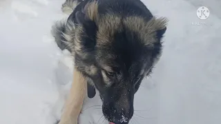 помесь ВЕО и Немецкой овчарки, что получилось