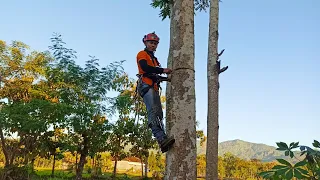 Alat Panjat Pohon- Tree Spikes Climbing