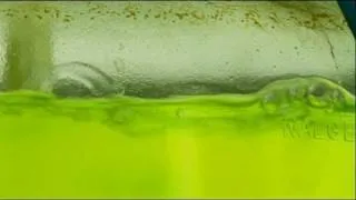 euronews science - Algae, friend or foe?