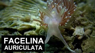 FACELINA AURICULATA ( O F Müller, 1776 ) / SEA SLUG / IRISH SEA LIFE