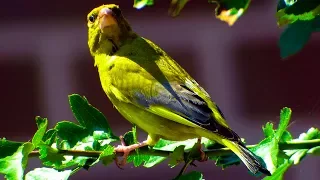 Greenfinch (Chloris chloris) - Beautiful male calling ⁴ᵏ ᵁˡᵗʳᵃ ᴴᴰ