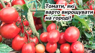 Ці чотири низькорослих томати можу порадити для вирощування кожному!