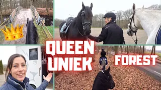 Hi Rising Star⭐! To the forest with.... Queen👑Uniek & Waloubet | Friesian Horses | Part 1