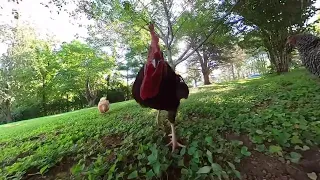 Rooster attacks  in slow motion ￼