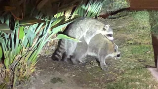 Raccoons mating by South Coast plaza