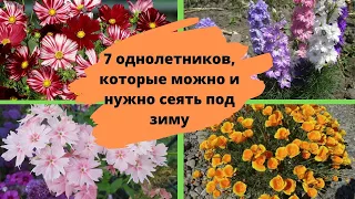 7 однолетников, которые можно и нужно сеять под зиму