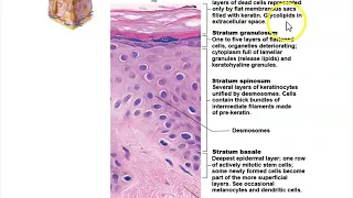 Human Anatomy Lecture  Ch 5 The Integumentary System