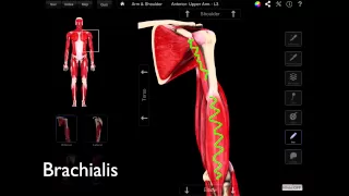 The Anterior Compartment Of The Arm