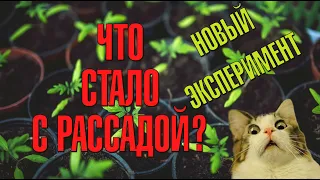 ЧТО СТАЛО С РАССАДОЙ?! НОВЫЙ ЭКСПЕРИМЕНТ| Что делать, чтоб семена взошли быстрее?