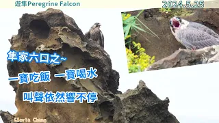 20240525 隼家六口之（5）一寶吃飯，一寶喝水，叫聲依然響不停【遊隼Peregrine Falcon】