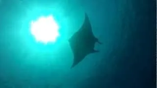 Diving in Komodo National Park with manta rays with Reefseekers 720p (recorded with Gopro Hero 2)