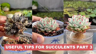 Useful Tips for Your Succulents - Part 3 | 多肉植物 | 다육이들 | Suculentas