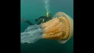 Медузы на Азовском море , жесть .
