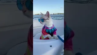 a beautifull cat in a sea  Hawaiian Cat Loves Surfing With His Parents  The Dodo#shortsvideo