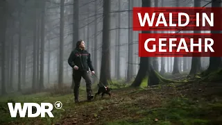 Im Einsatz für den Wald der Zukunft | Heimatflimmern | WDR