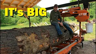 Big White Pine on the sawmill, making beams