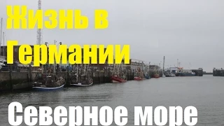 Жизнь в Германии * Северное море * Тюлени в дикой природе