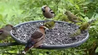 Ptáci na krmítku  Birds feeding on Bird Table