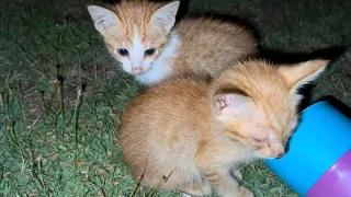 Rescuing Street Kittens During a Night Camping