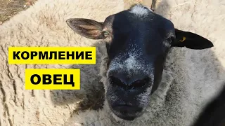 Кормление овец в домашних условиях | Виды кормов, рацион и нормы кормления | Что едят овцы