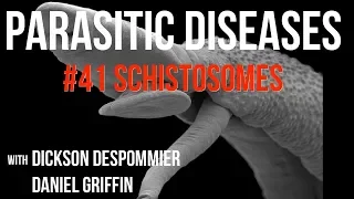 Parasitic Diseases Lectures #41: Schistosomes