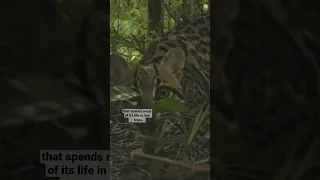 Tiger-Cat 🐯 Margay — Unspoiled 🌎 Planet #nature #animals #cat