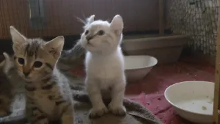 Lynx Hybrid Kittens 11/1/2018