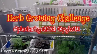 Herb Challenge 03/25/24 Update: Ten Herbs in Less Than 30 Days #planterhgc2024 @pgtv101 🌱💚 #herbs