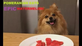 ASMR: DOG eats 🍉WATERMELON🍉 ~ EATING SOUNDS