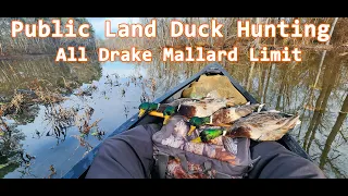 Virginia Public Land Duck Hunting From A Kayak, All Drake Mallard Limit!