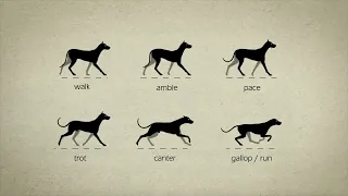 Animal Gaits for Animators (Original Video)