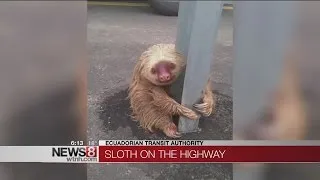 Adorable smiling sloth rescued from highway