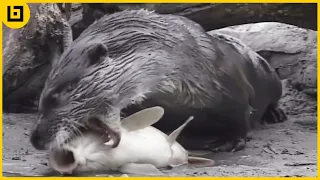 15 Moments When Otters Hunt And Eat Their Prey