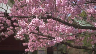 30 minute Meditation: Shakuhachi Kyorei