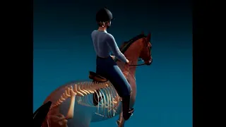 Уроки верховой езды - Коррекция баланса Образовательный фильм о механике движений лошади и наездника
