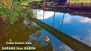 REJEKI‼️NEMU SARANG IKAN CABLAK BABON ||mancing ikan red devil di waduk karangkates