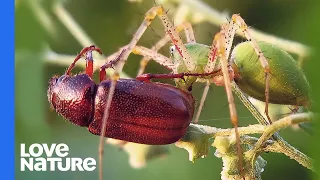 Terrifying Close-Ups of Bugs-Eating-Bugs | Love Nature