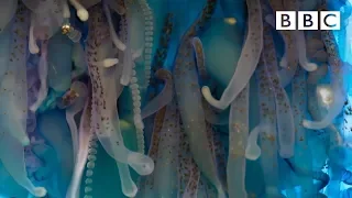 The deadly tentacles of the Portuguese man o' war | Blue Planet II - BBC One