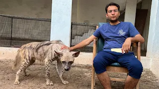 Save the Striped Hyena of Pakistan | Information and Facts About Lagar Bagar Spotted Hyena 2022