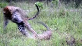 Bicycle Crossing male & stained eye female leopards mating by Gary Hill.m4v