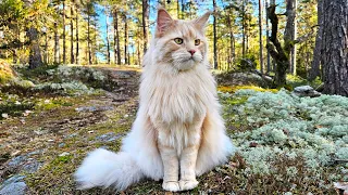 Buster Explores the Sunny and Chilly Forest